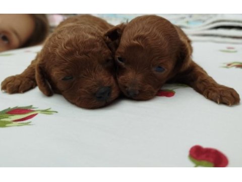 Bal kuzu poodle köpekler