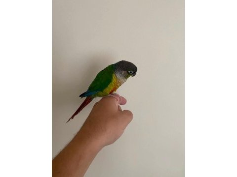 1 yaşında full evcil oyun hamuru green cheek konur