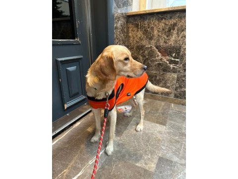 Bu tatlı golden retriever kıza yuva arıyoruz
