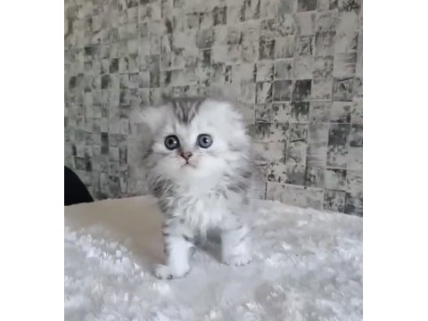 British longhair dişi erkek bebeklerimiz
