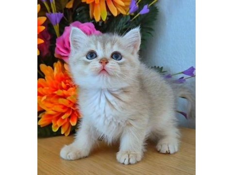British shorthair golden ay11 ve cy12