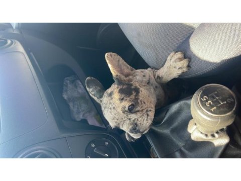 3 aylık erkek french bulldog