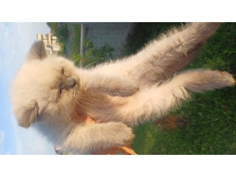 7 nisan doğumlu 2 erkek british shorthair