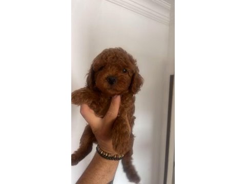 Efsane poodle yavrularım