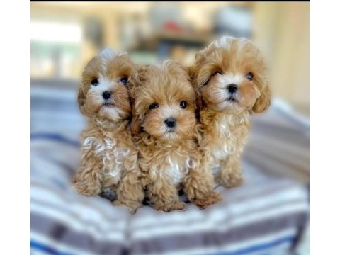 Ev ortamında doğan maltipoo bebeklerim yeni evini arıyor