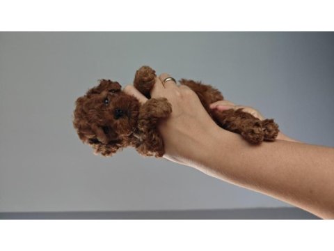 Orjinal toy poodle