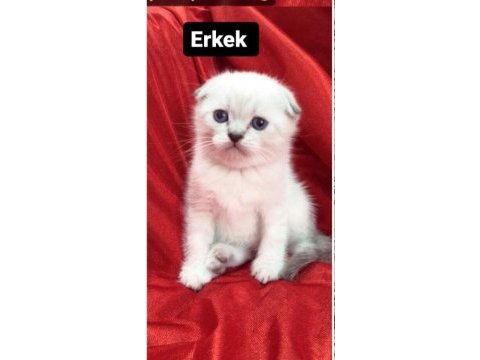 1 yetişkin 2 yavru scottish fold