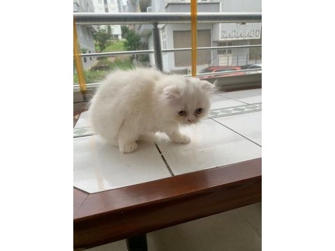 Kedi yavru british longhair dişi erkek