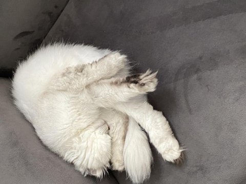 Çok uysal scottish fold