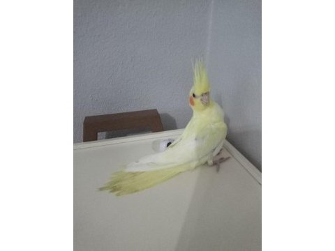 Evcil sultan papağanı yavrular
