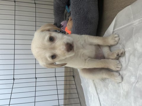 2.5 aylık labrador köpeği