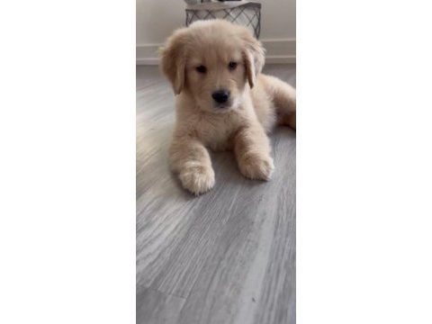 Golden retriever köpeğimiz