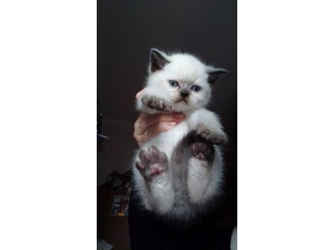 Scottish ve british shorthair 45 günlük