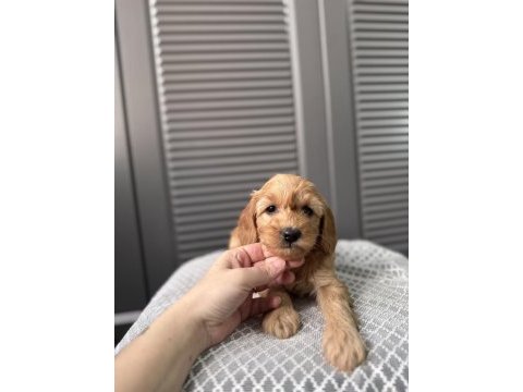 Küçük maltipoo