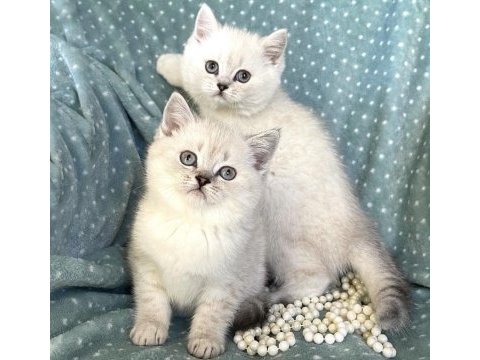 Irk garantili british shorthair yavrular 