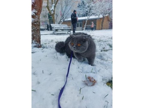 Sahibinden british shorthair kediler