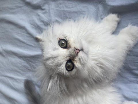Acil british longhair