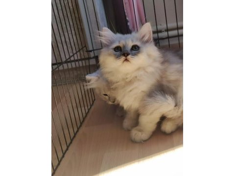 Çok akıllı uslu british longhair yavrularımız