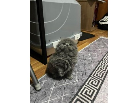 Ayı surat scottish fold dişi