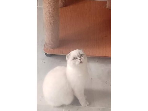 Yetişkin scottish fold kızlarımız yeni yuvasını arıyor