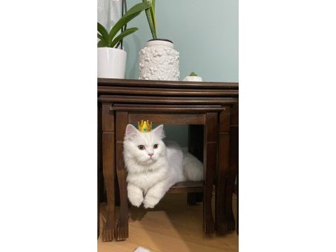 British longhair odin