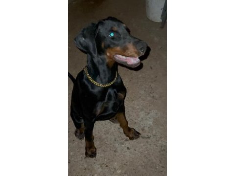 European king doberman dişi yavrumuz