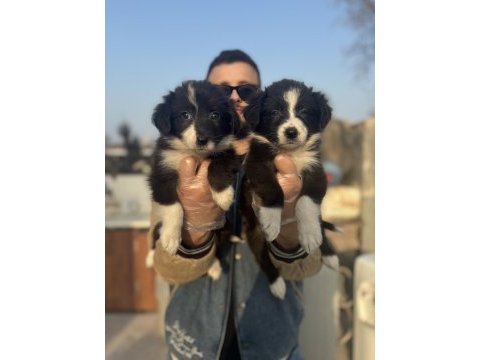 Zeka küpü border collie bebeklerim