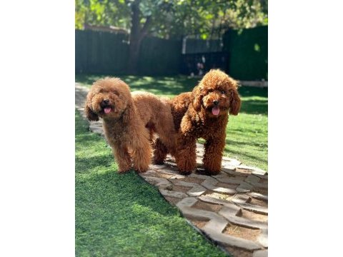 Red brown toy poodle yavrular