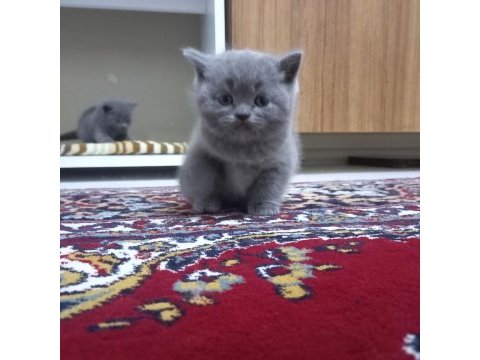 British shorthair dişi yavru oyuncu cana yakın