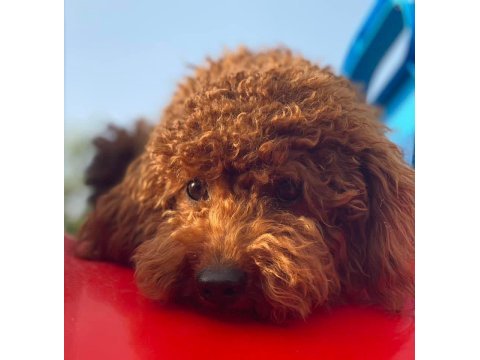 Eşleştirme adayı red toy poodle 3 kg kaliteli sperm