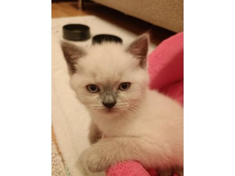 British longhair blue point erkek yavru