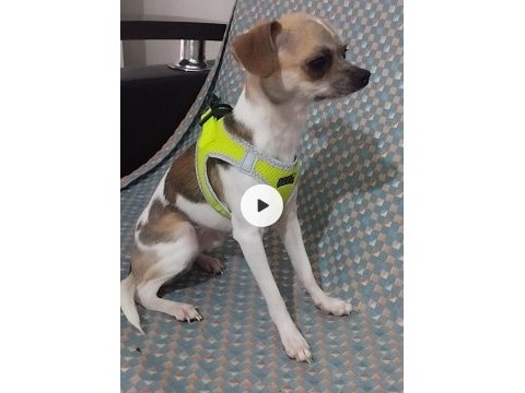 Elma kafa chihuahua