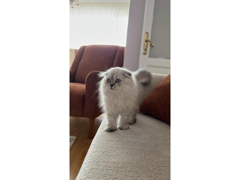 2.5 aylık scottish fold dişi
