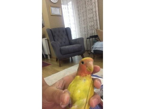 Kırmızı göz sevda papağanı