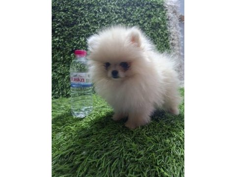 Pomeranian boo dişi yavrular