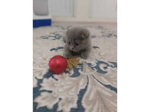 Scottish fold yavru 3 aylık