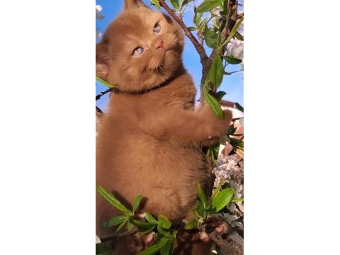 Cinnamon erkek british shorthair