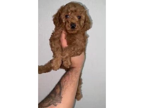 Toy poodle yavrular ırk sağlık garantili