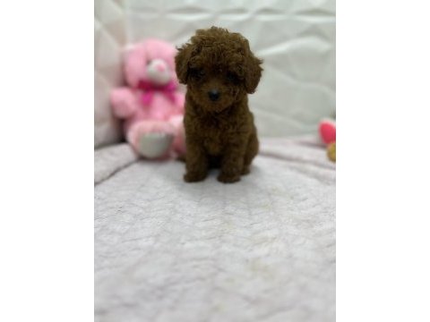 2.5 aylık toy poodle bebekler