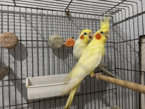 Bakıcı çift vakit ayıramadığım için ilanda