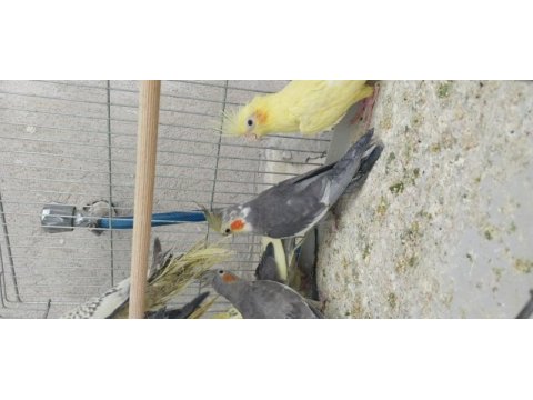 Sultan papağanı dişi ve erkek