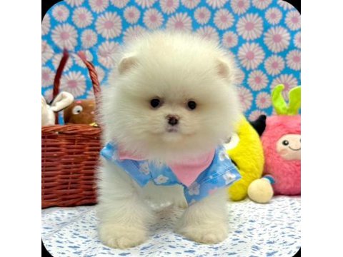 Safkan pomeranian yavrular