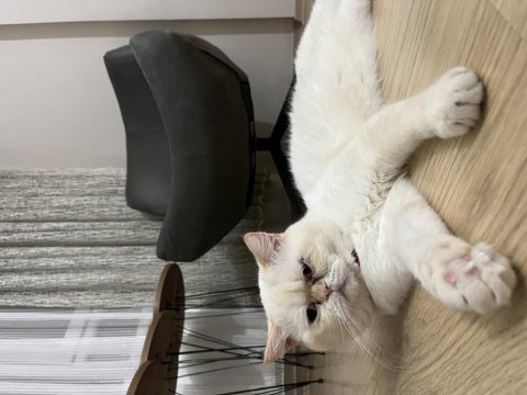 Çok sakin ve asla koku bırakmaz asla british shorthair