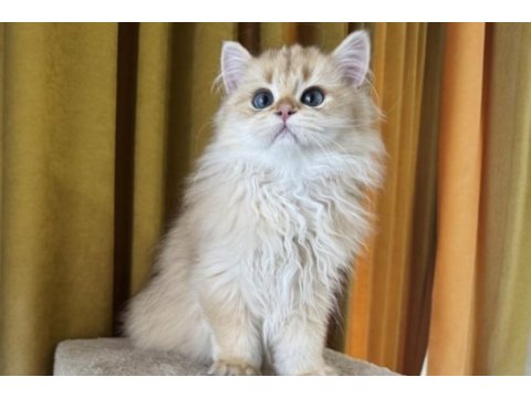 Çok yakışıklı british longhair kedimiz