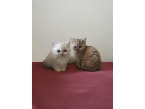 British shorthair yavruları