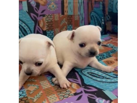 Chihuahua yavrularımız ırk ve sağlık garantili