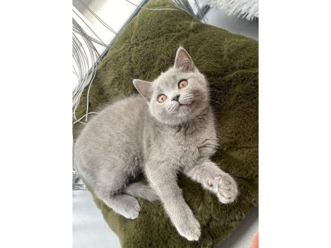 İki british shorthair kedimizi sahiplendirmek istiyoruz