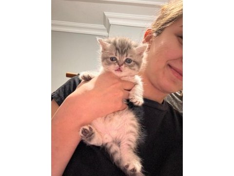 Scottish fold yavru