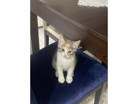 2 adet tekir bebişler yeni yuvalarını arıyor