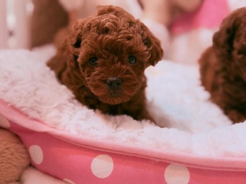 Aşılı çipli toy poodle yavrular
